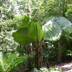 Licuala peltata Habitat