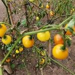 Solanum scabrum Frucht