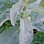 Verbascum densiflorum Yaprak