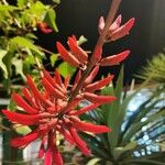 Erythrina herbacea Blodyn
