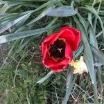 Tulipa agenensis Blomma