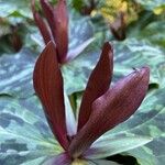 Trillium maculatum