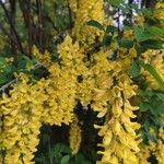 Laburnum anagyroides Λουλούδι