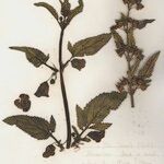 Scrophularia trifoliata Συνήθη χαρακτηριστικά