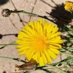 Launaea fragilis Flower