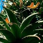 Aloe marlothii 整株植物