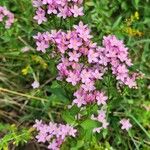 Centaurium erythraeaBlomst