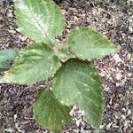 Lantana viburnoides Blad