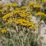 Helichrysum italicumFlower