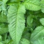 Bidens alba Leaf