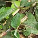 Commelina benghalensis 树皮
