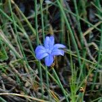 Brodiaea kinkiensis