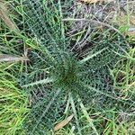 Cynara humilis Hoja