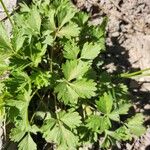 Potentilla intermedia Frunză