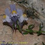 Linaria verticillata Kukka