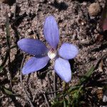 Cyanicula gemmata Flor