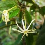 Jasminum preussii Flor