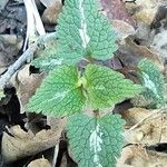 Lamium maculatumBlatt