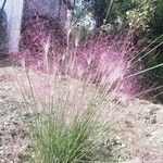 Muhlenbergia capillaris Alkat (teljes növény)