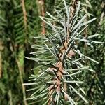 Picea breweriana Folha