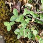 Trifolium fragiferum Blatt