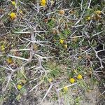 Acacia tortuosa Kvet
