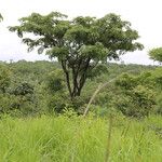 Pterocarpus angolensis Hábito