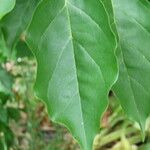 Cudrania tricuspidata Leaf