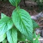 Verbena urticifolia Feuille