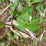 Hydrastis canadensis Leaf