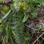 Pedicularis rostratocapitata Leaf