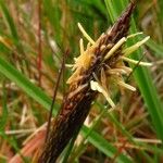 Carex caryophyllea Λουλούδι