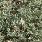 Teucrium dunense Hoja