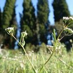 Valeriana coronata 葉