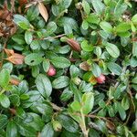 Cotoneaster integrifolius Blad