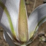 Calochortus bruneaunis Fiore