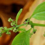 Chenopodium polyspermum Annet