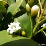 Jacquinia arborea Virág