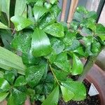 Ficus natalensis Fuelha