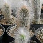 Echinocereus longisetus Drugo