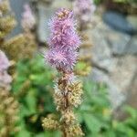 Astilbe rubra Цветок