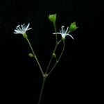 Debia ovatifolia অভ্যাস