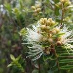Metrosideros operculata Flor