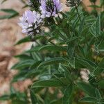 Bituminaria morisiana পাতা