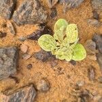 Cleome scaposa Habit