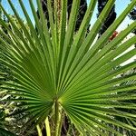 Washingtonia robusta পাতা