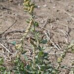 Atriplex glauca Hábito