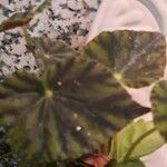 Begonia rex Foglia