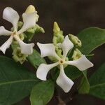 Voacanga africana Blomma