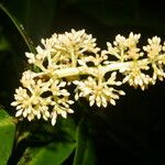 Ardisia standleyana Blomma